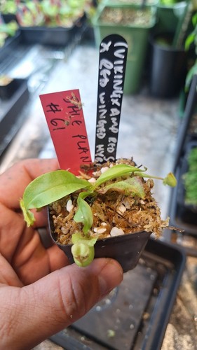 Nepenthes viking ampullaria - (viking, x