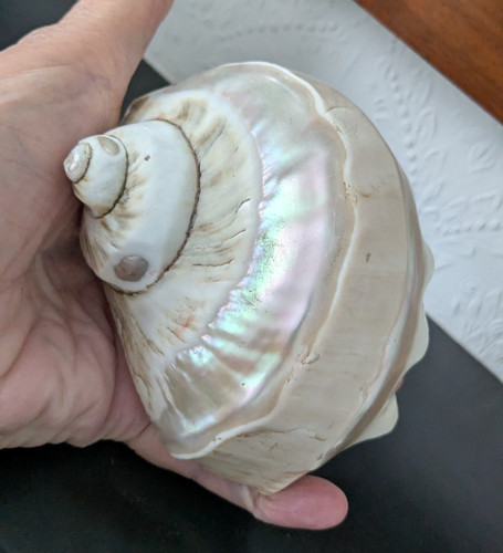 Large polished turbo shell - turbo,