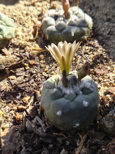 Turbinicarpus jauernigii - 1,