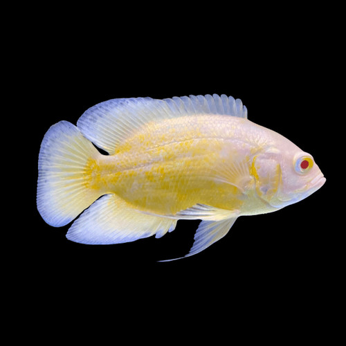 Lemon oscar live - lemon, 1.5–2″