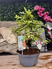 Zelkova Bonsai Tree 35 cm | Japanese Elm | Indoor Bonsai for Beginners |