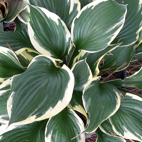 Hosta patriot plantain - hosta,