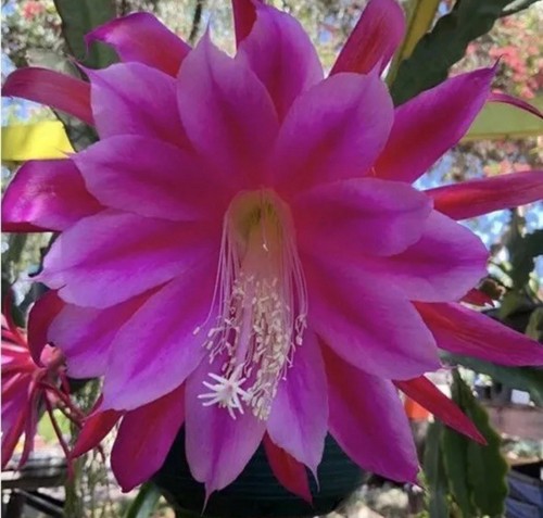 Epiphyllum cactus jungle - epiphyllum,