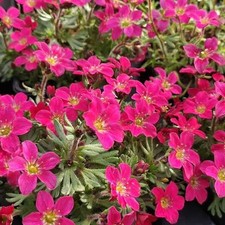 Large 1 litre SAXIFRAGE ALPINE
