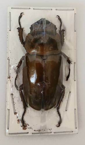 Allotopus rosenbergi bronze - allotopus,