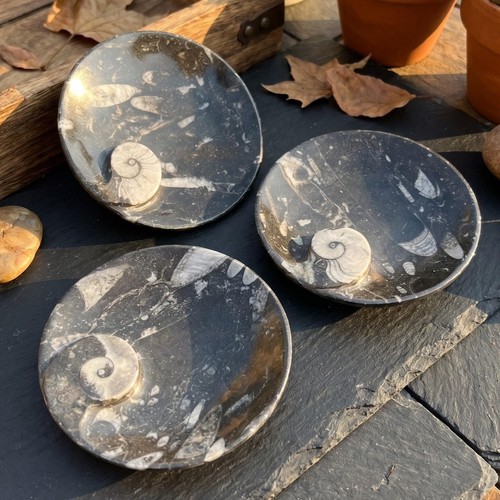 Orthoceras and ammonite fossil - orthoceras,