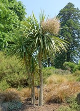 Cordyline australis /