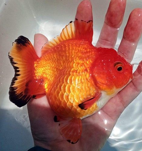 Live fancy goldfish premium - live,