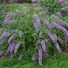 Buddleja davidii Wisteria Lane