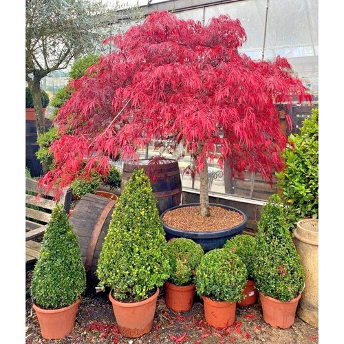 Acer tree garnet red - acer,