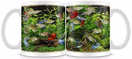 Guppytropical freshwater fish - freshwater,