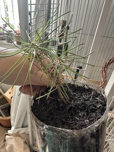 Japanese black pine bonsai - black,