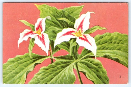 Postcard painted trillium - postcard,