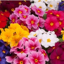 Primula Polyanthus Wanda XP