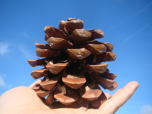 Umbrella pine pinus pinea - pinus,