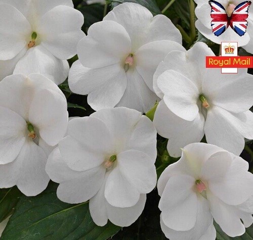 Impatiens seeds busy - impatiens,