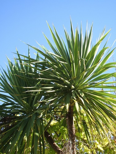 Cabbage palm cordyline - cabbage,
