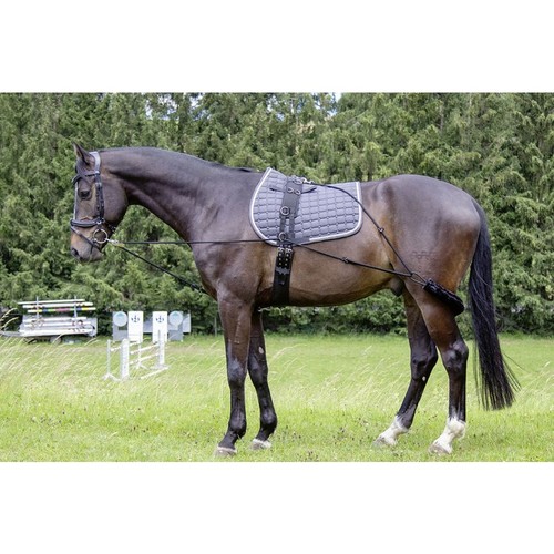 Hkm lunging training - lunging,
