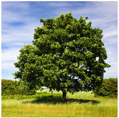 Litre pot field maple - pot,