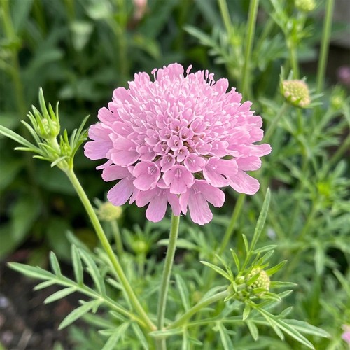 Scabiosa scoop marshmallow - scabiosa,
