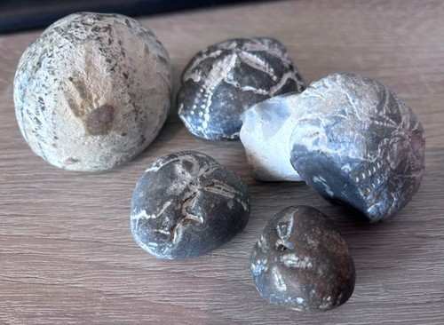 Micraster echinoid fossils - x,