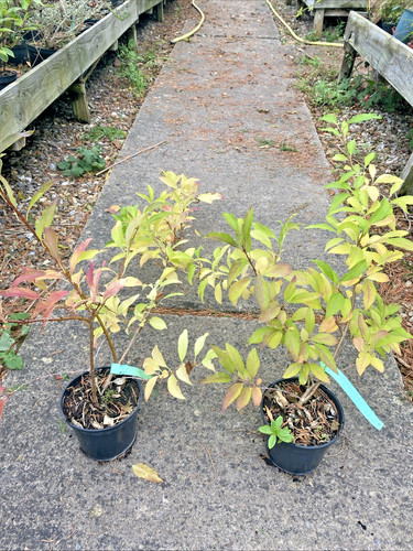 Forsythia intermedia - 3,