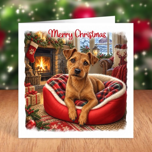 Patterdale terrier dog - patterdale,