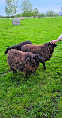 Ouessant breed black brown - -, black/brown