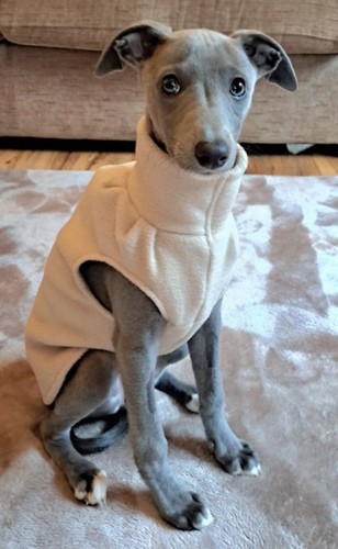 Polar fleece whippet - whippet, puppy