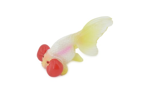 Goldfish ranchu fancy - goldfish, fish