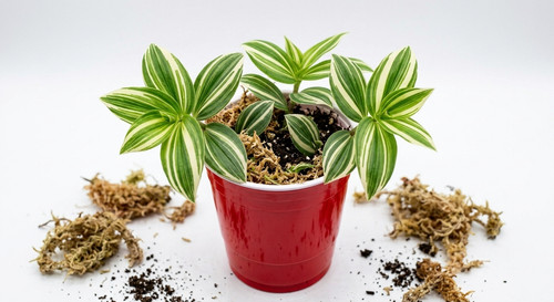 Tradescantia fluminensis - 5,