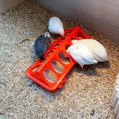 Rudin chicken feeder automatic - rudin,