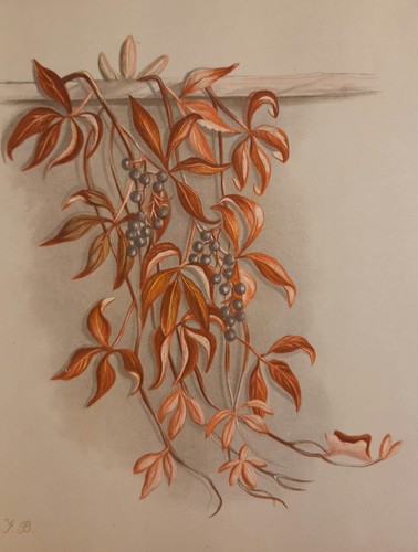 Vintage virginia creeper vine - virginia,
