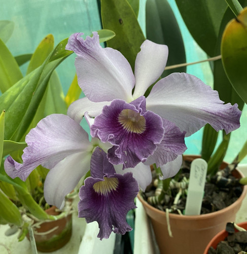 Cattleya canhamaniana azure - cattleya, "azure