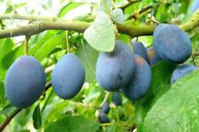 Plums King Of Damsons Fruit Tree 6ft Supplied in a 12 Litre Pot by Directplants
