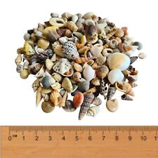 30 x TINY MICRO SEASHELLS Sea