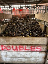 15 x Scaffolding Scaffold