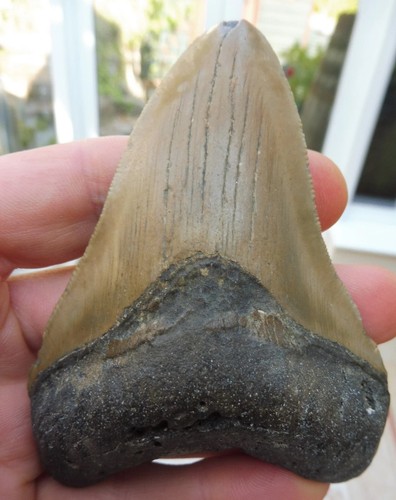 Megalodon tooth faint - tooth, (faint