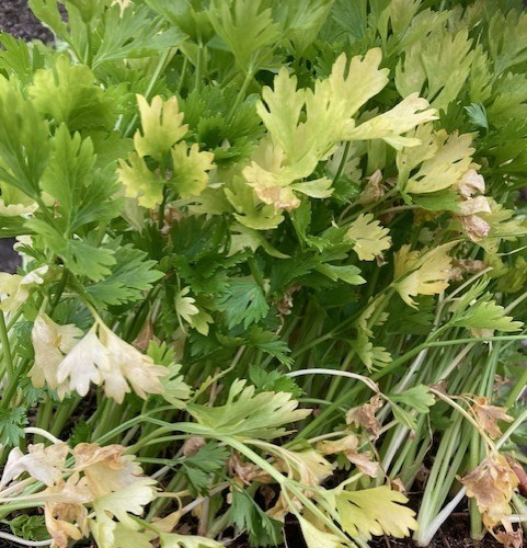 Celery plug plants - , ready