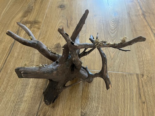 Mature bogwood corbo spider - mature, /