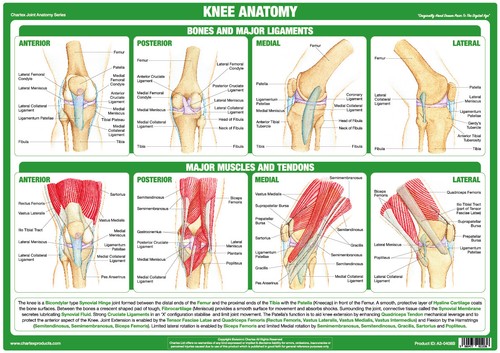 Knee anatomy poster - anatomy,