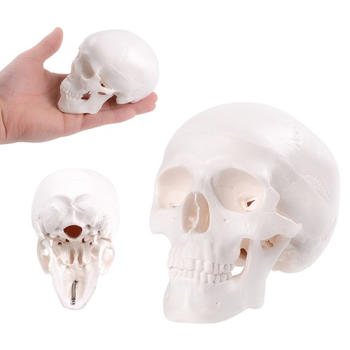 Realistic mini human skull - human,