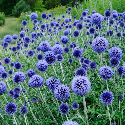 Echinops ritro blue - echinops,