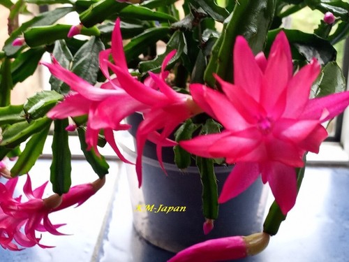 Genuine christmas cactus - christmas,