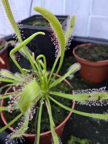 Drosera capensis cape - drosera,