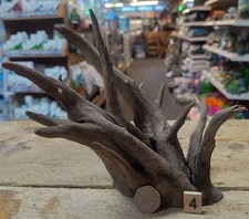 Small/Medium Corbo Root