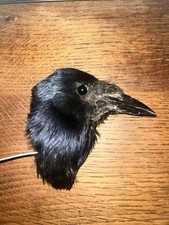 Taxidermy Corvus Head