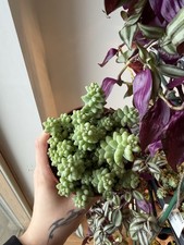 Succulent Deal 3 For £20