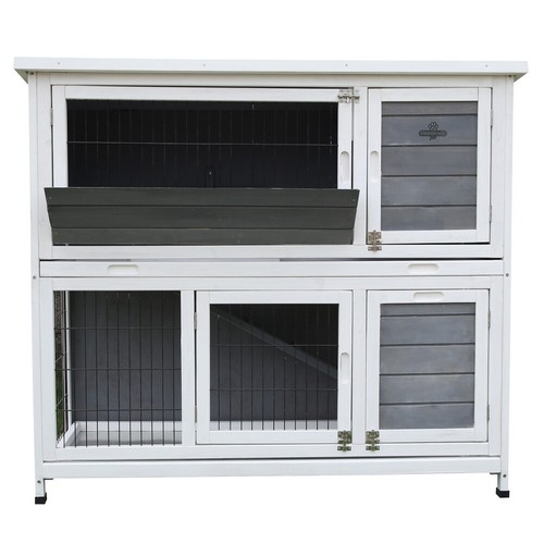 Confidence pet rabbit - pet,