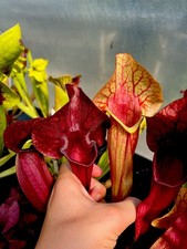 Sarracenia Asbo x Peaches